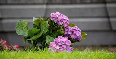 Мой первый опыт посадки гортензии (лучше не повторять)
