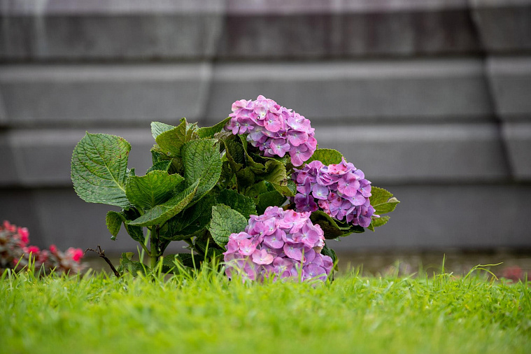 Мой первый опыт посадки гортензии (лучше не повторять)