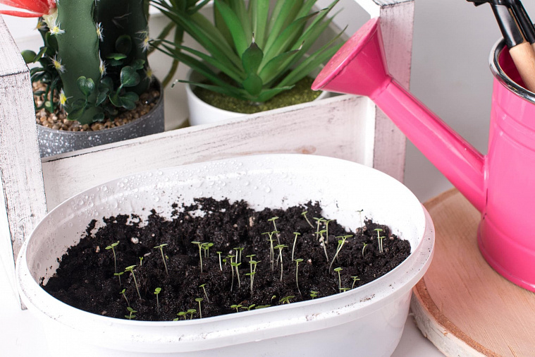 Рассада в марте: что сеять на рассаду, если за окном еще снег