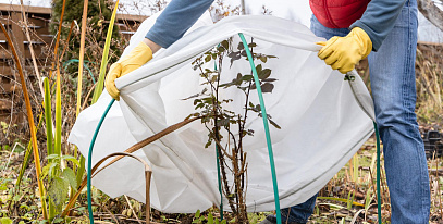 Как я укрываю растения зимой