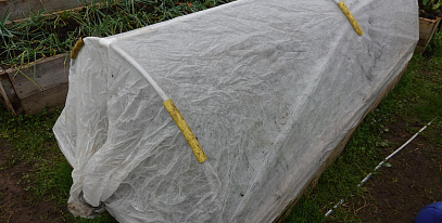 Как я укрываю растения зимой