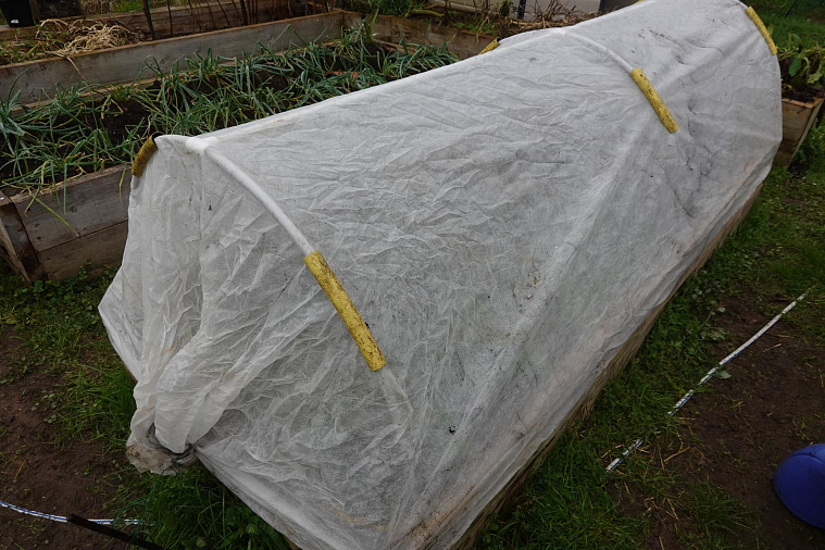 Как я укрываю растения зимой